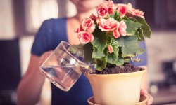 Какая вода идеальна для полива комнатных растений