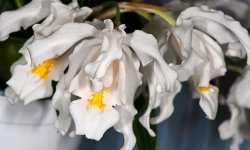 Орхидея Целогина Кристата — уход и посадка цветка