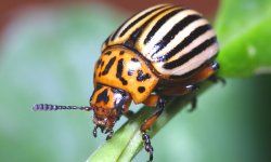 5 действенных способов быстро избавиться от колорадского жука