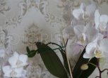 Уход за орхидеями в горшке в домашних условиях