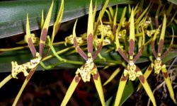 Орхидея Брассия — виды цветка и уход