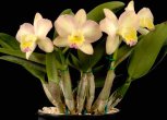 Орхидея Каттлея — уход, цветение, пересадка