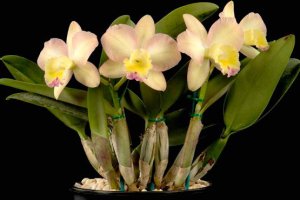 Орхидея Каттлея — уход, цветение, пересадка