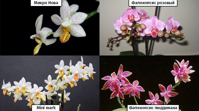Виды мини орхидей