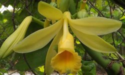 Ванильная орхидея в домашних условиях
