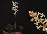 Драгоценная орхидея — виды, уход, болезни