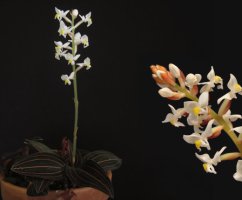 Драгоценная орхидея — виды, уход, болезни