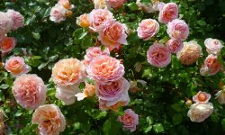 12 вредителей, которые могут погубить ваши розы