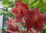 Орхидея Ванда — ньюансы ухода и посадки цветка