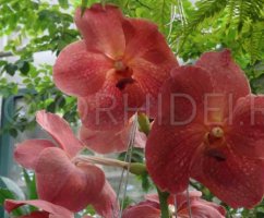 Орхидея Ванда — ньюансы ухода и посадки цветка