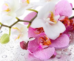 Правильный полив орхидеи — выбор воды и частоты