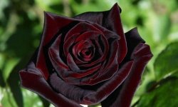 10 растений с черными цветами, которые можно вырастить в саду