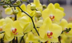 Желтые орхидеи — виды и особенности ухода в домашних условиях