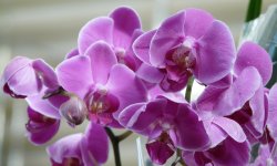 Когда и как долго на самом деле должна цвести комнатная орхидея