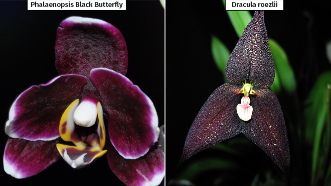 Черные орхидеи