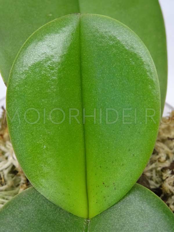 molodoj list falenopsisa