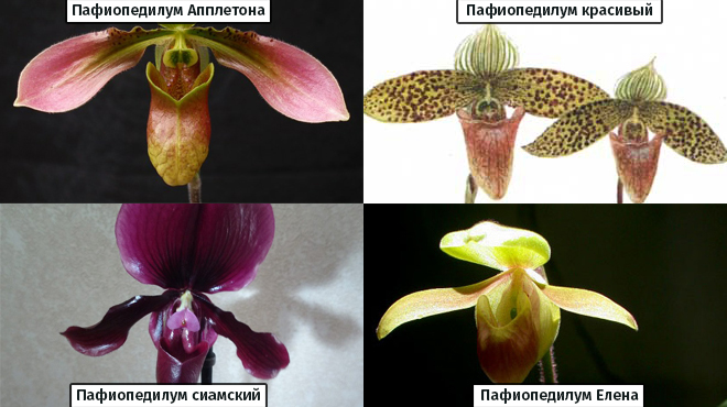 Орхидеи из Вьетнама виды