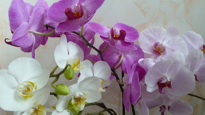 Орхидея Дендробиум цветущая