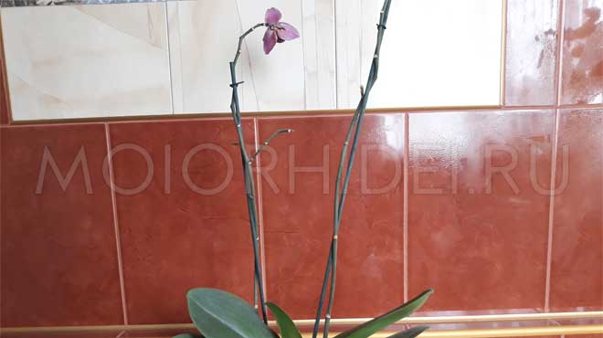 Завял последний цветок орхидеи