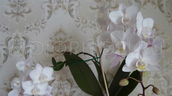 Красивая белая орхидея