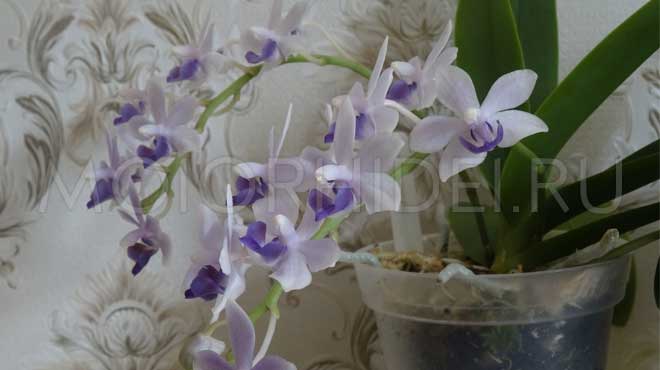 ТОП-40 самых популярных орхидей: фото с названиями и описанием