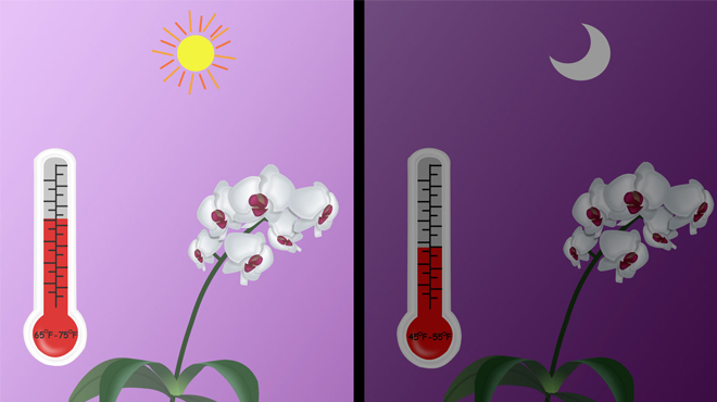 Температурные режимы для орхидеи