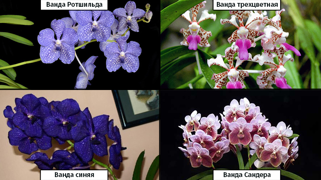 Виды орхидеи Ванды