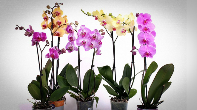 Выращиваем орхидеи 