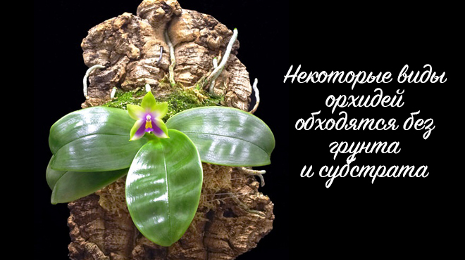 Орхидея без субстрата и грунта