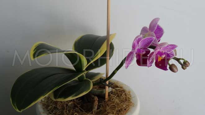 Цветущая мини орхидея