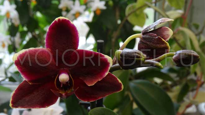 Бордовый яркий цветок орхидеи