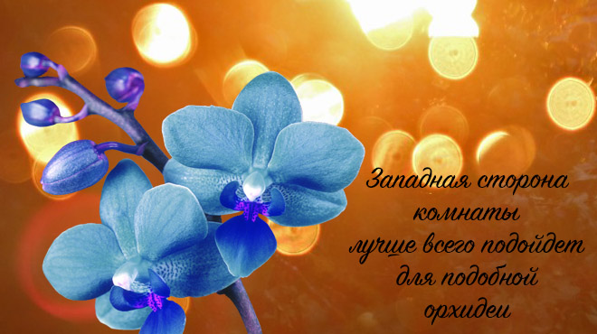 Синяя орхидея и свет