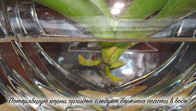 Реанимация орхидеи в воде
