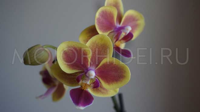 Желто-красный цвет орхидного