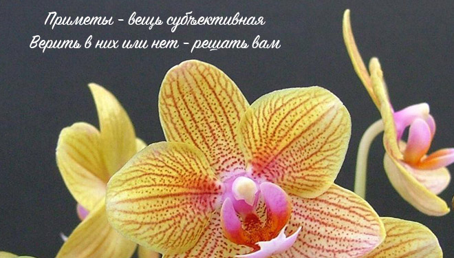 Большая желтая орхидея