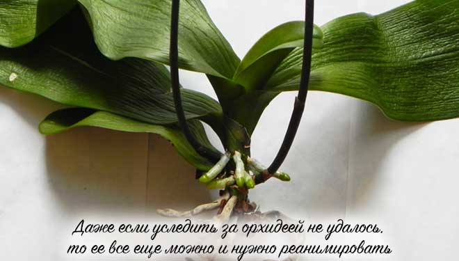 Больная орхидея
