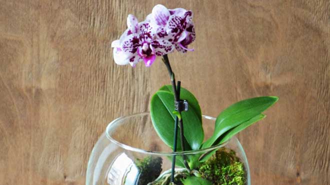 Орхидея в стекле