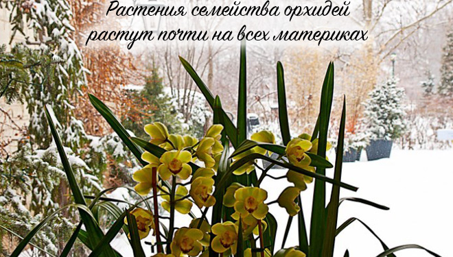 Орхидея на фоне снега