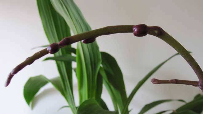 Почки орхидеи
