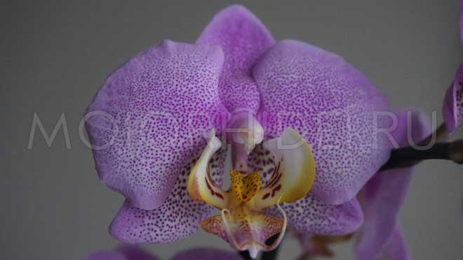 орхидея ванды