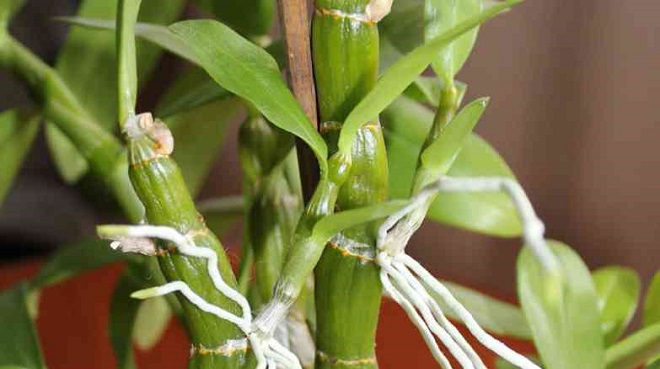 Орхидея Дендробиум Уход Фото
