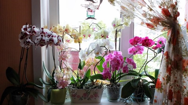 orhidei na okne