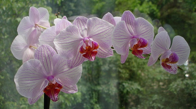 orhidei na okne2