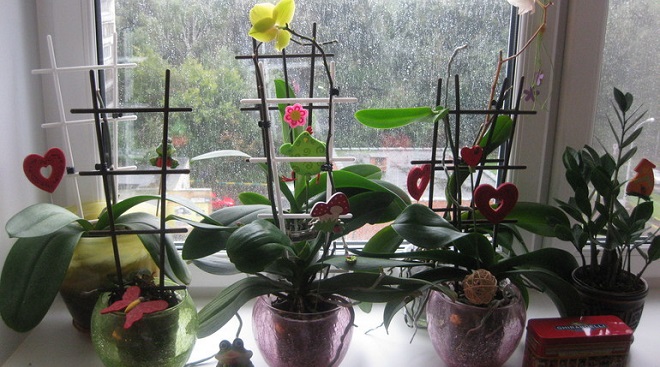 orhidei na okne3
