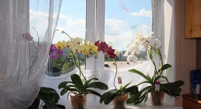orhidei na okne4