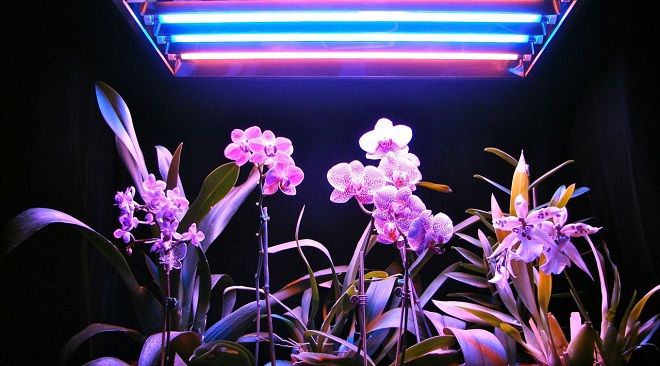 orhidei na okne5