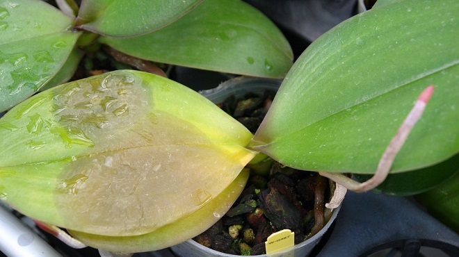 Пятна на листьях орхидеи из-за влажности