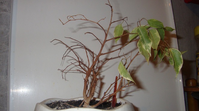 У фикуса Бенджамина опадают листья — как спасти растение