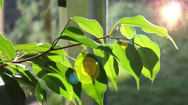 Солнечный луч падает на листья фикуса