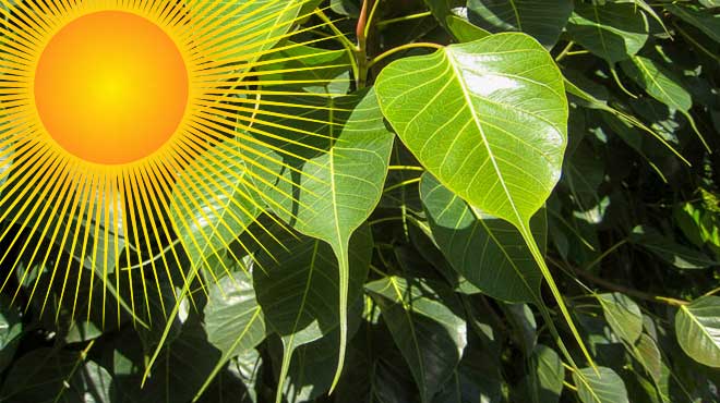 Листья фикуса священного, солнце